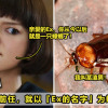 Ex Cockroach Featured 2