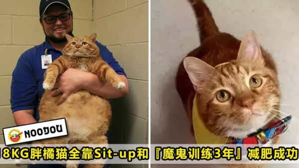 cat 1