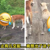 dogsafepant 1