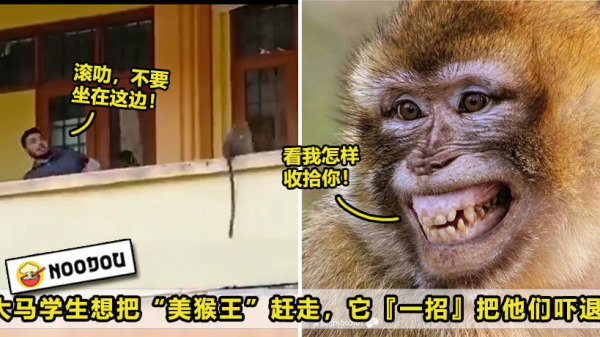 Monkey Chase 2 Featured