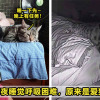 cat 1
