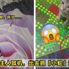 catsnake