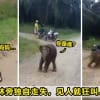 Elephant Featured
