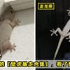 Lizards Featured