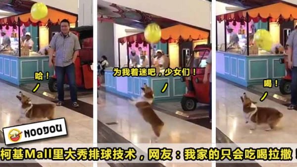 corgi