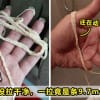 Shit Tapeworm Featured