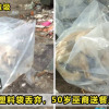 Dog Plastic Bag Featured 1