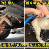 Dog Stuck Featured