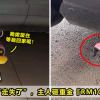 FI DUCK 2