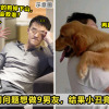 dog FI 1