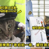 cat1