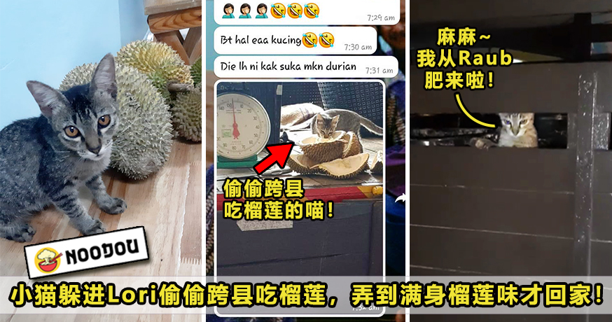 Cat Durian Featured 3