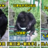 ft image 猩猩