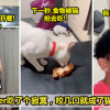 猫咪抢食
