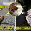 男子杀蜗牛