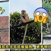 Monkey Dog Featured