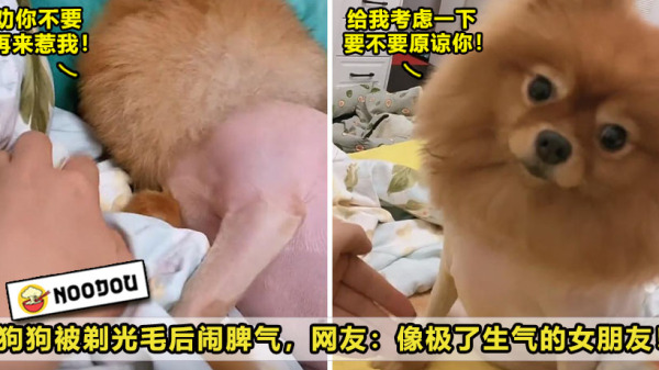 ftimg angrydog