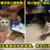 ftimg cutiecat