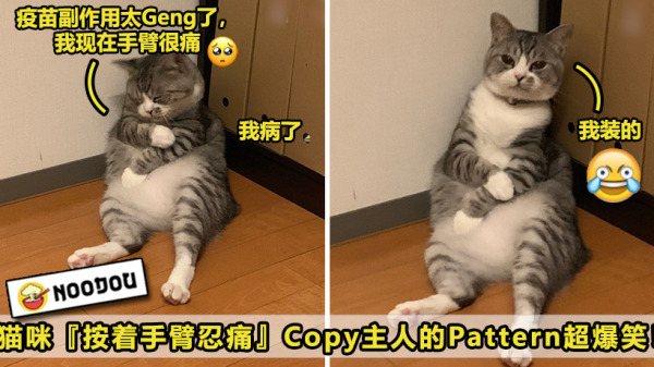小猫疫苗副作用ft image V2