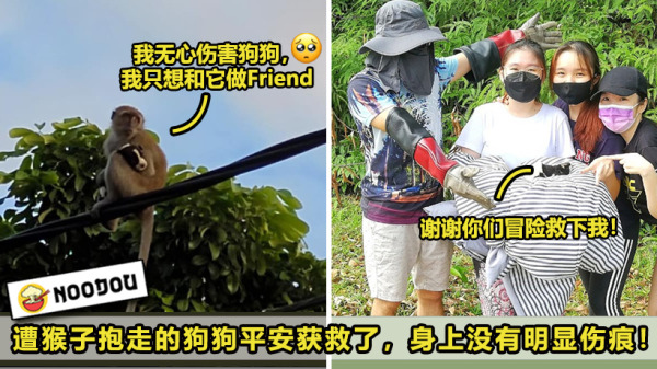 狗狗获救 ft image V1