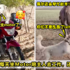 13 陪主人赶羊的狗4