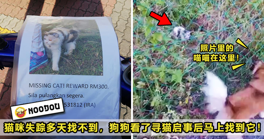 Dog Found Lost Cat Featured