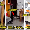 Dog Running Around Featured