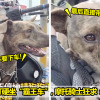 小狗搭霸王车