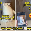 狗狗摆拍 ft image V1