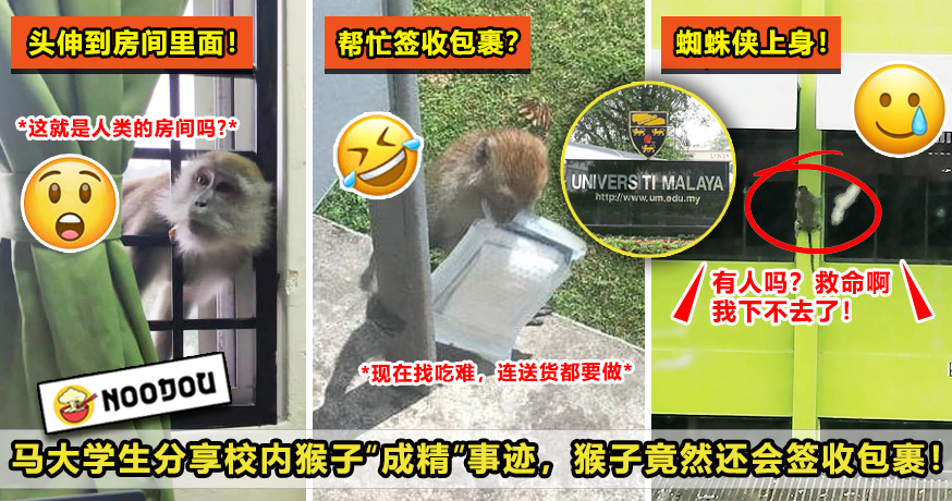 100 um的猴子6