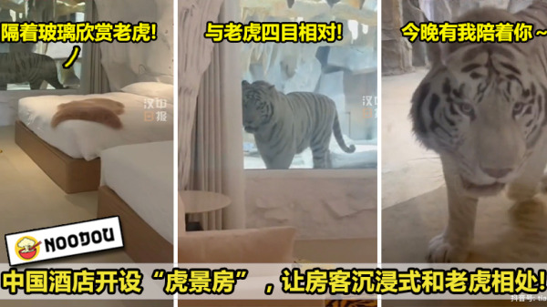 老虎房间