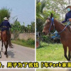 Ride Horse Work Featured