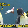 Penguin Otter Cheap Fish Feature Image 1