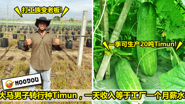 timun