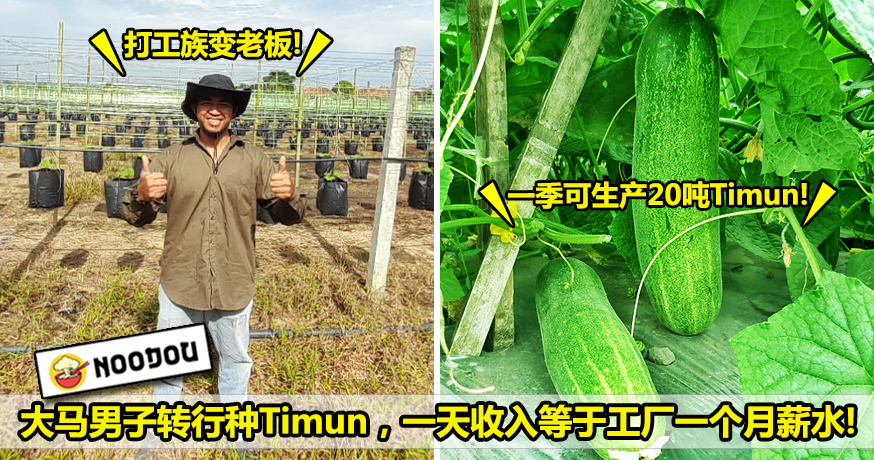 timun