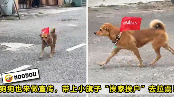 Dog PH Flag Feature Image