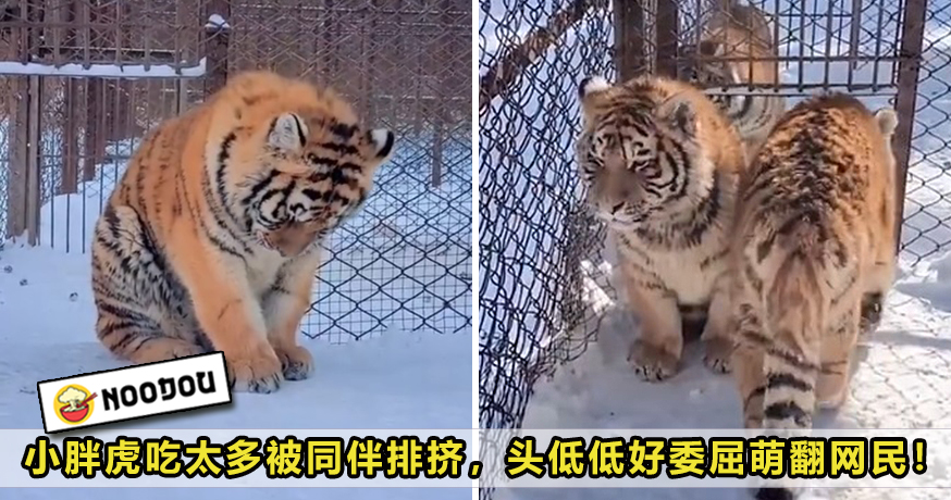 Fat Tiger Boycott by Friends Feature Image