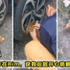 Chubby Puppy Stuck RIm Feature Image 1