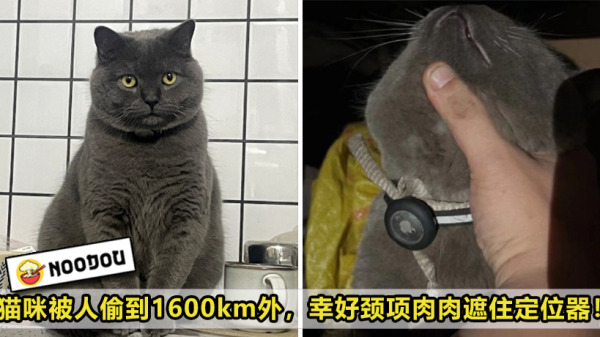 Cat Lost Found Fat Chin Airtag Feature Image