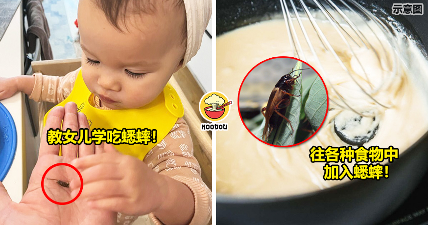 教女儿吃蟋蟀，蛋白质多还便宜