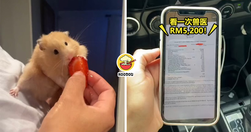 Hamster Vet Fee RM5200 Feature Image