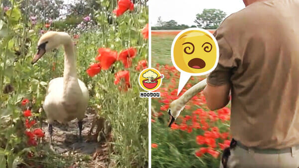 Swans Addicted Poppy Cant Fly Feature Image