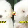 Ft img lastest fake poodle