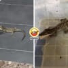 Baby Crocodile Bite Feature Image