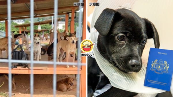 Dogs Neutured Negeri Sembilan Feature Image