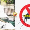 mosquito ftimage