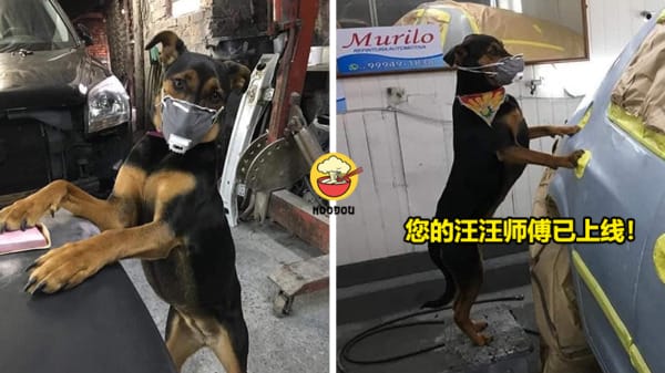 Ft img lastest DOG 1