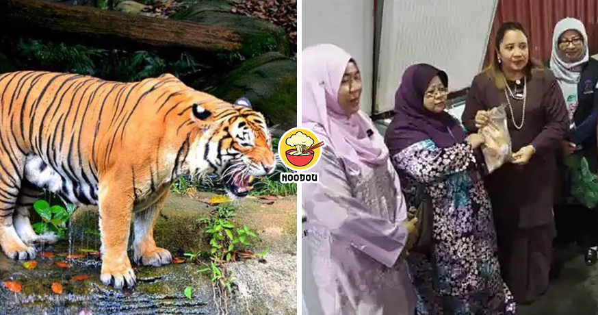 300kg Meat Zoo Feature Img