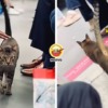 FT IMAGE LRT CAT NEW