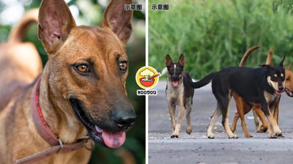 Msia Kampung Dog Ft Img